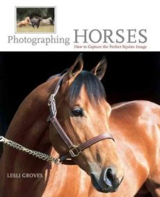 Photographing Horses